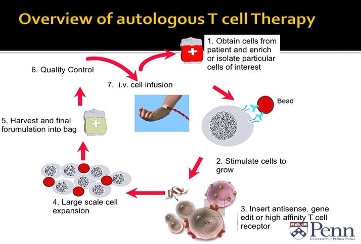 Gene Therapy Studies for the Treatment of HIV Infection