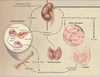 Vitamin D Deficiency in the HIV-infected Patient