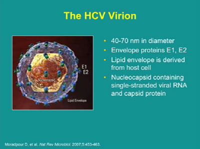 Clinical Management of Hepatitis C in Patients With and Without HIV Coinfection