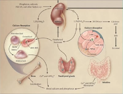 Vitamin D Deficiency in the HIV-infected Patient