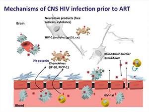 Acute HIV and HIV Reservoirs in the CNS: Implications for Long-term Outcomes and HIV Cure