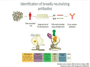Broadly Neutralizing Antibodies for HIV Prevention, Therapy and Cure