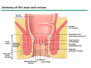 Diagnosis and Treatment of Anal Cancer: High Cure Rates, but at What Cost?