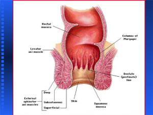Prevention of Anal Cancer in HIV-Positive Men and Women: An Evolving Landscape