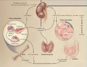 Vitamin D Deficiency in the HIV-infected Patient